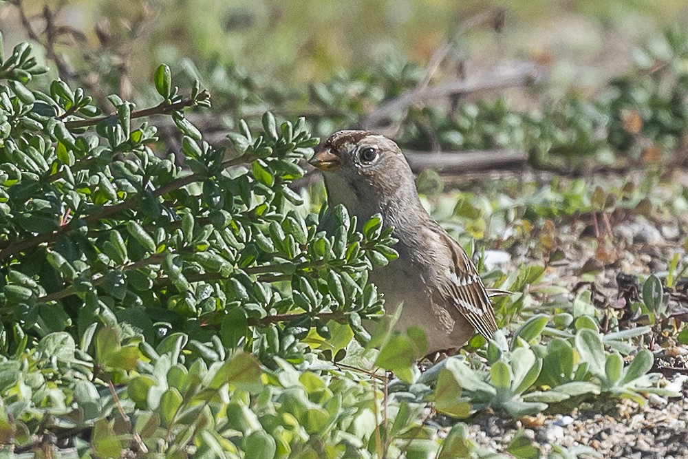 Бруант білобровий - ML648809900