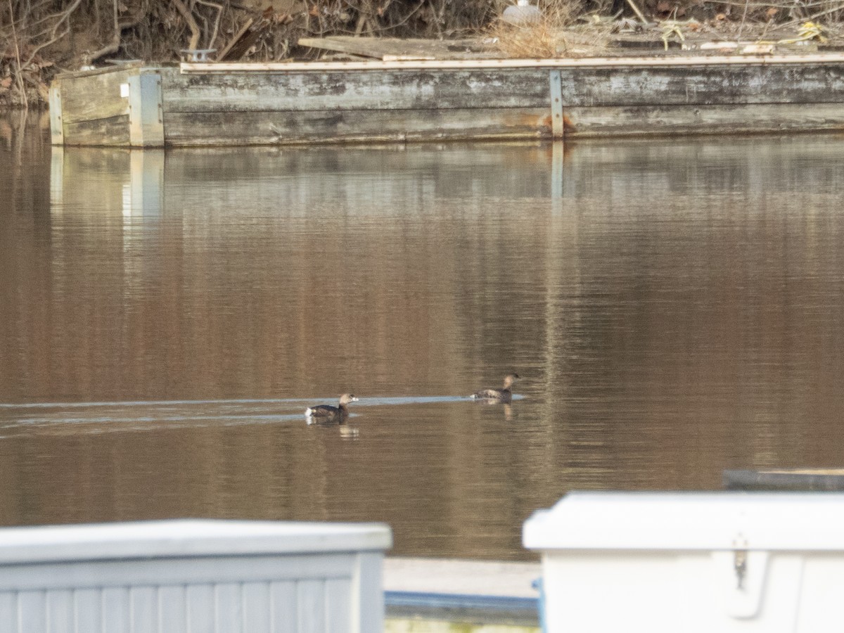 potápka americká - ML648809959