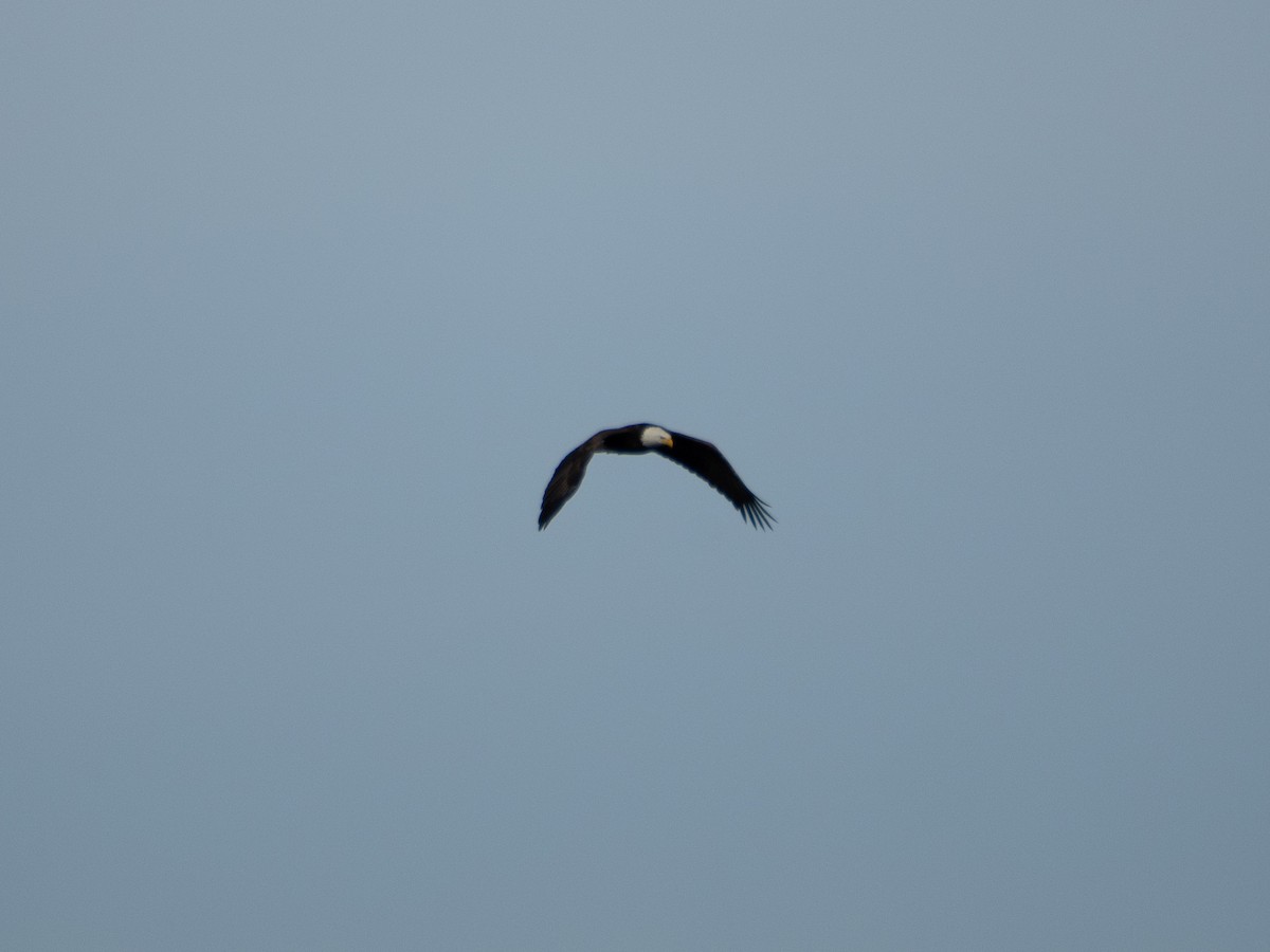 orel bělohlavý - ML648809965