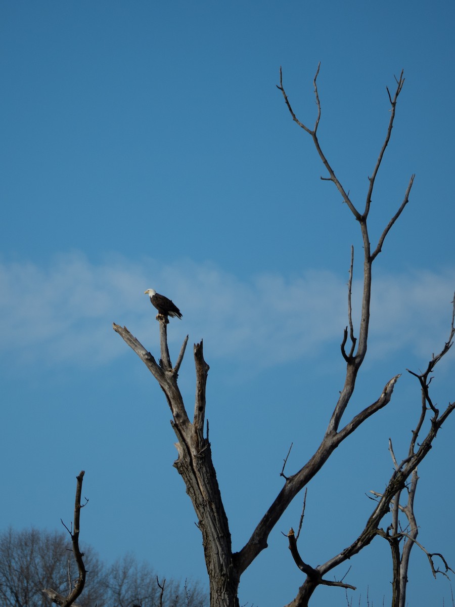 orel bělohlavý - ML648809966