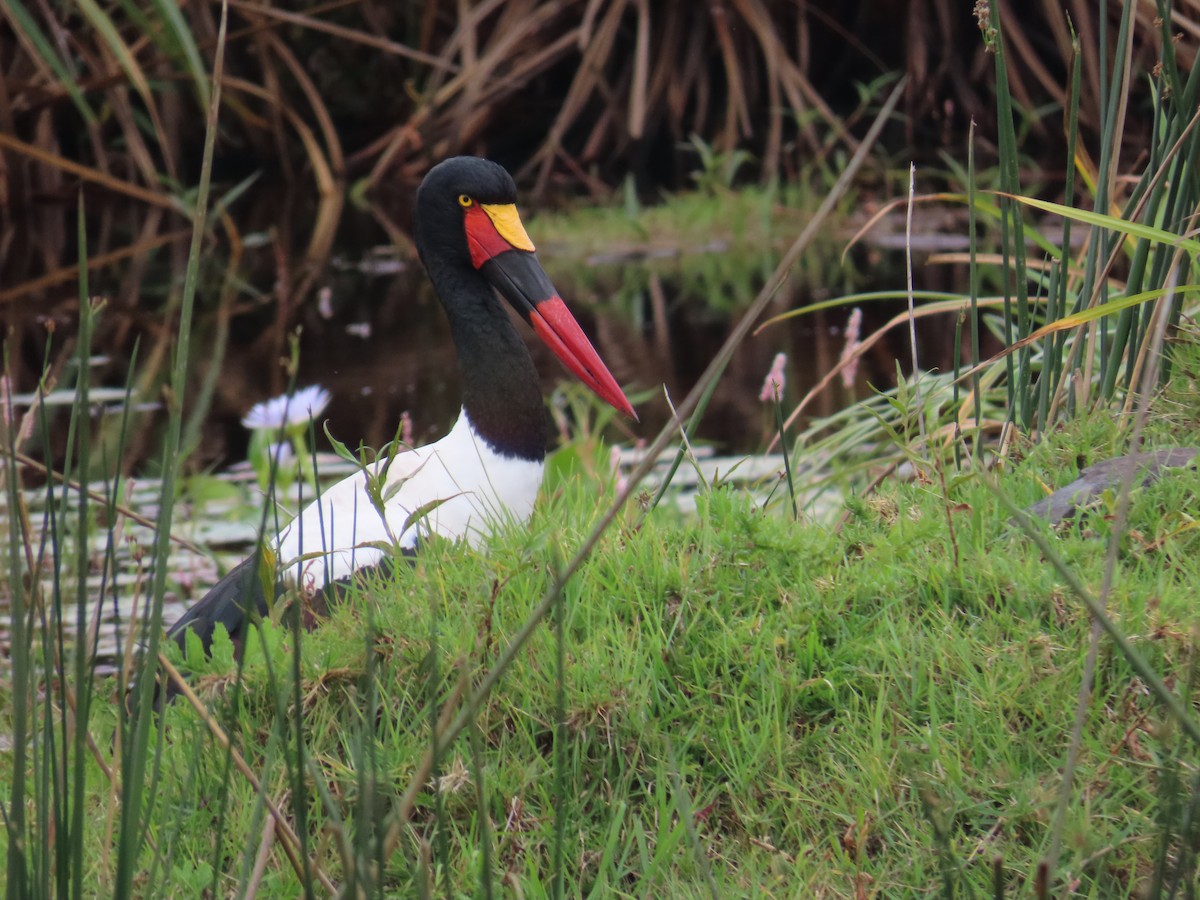 ML648809967 - Saddle-billed Stork - Macaulay Library