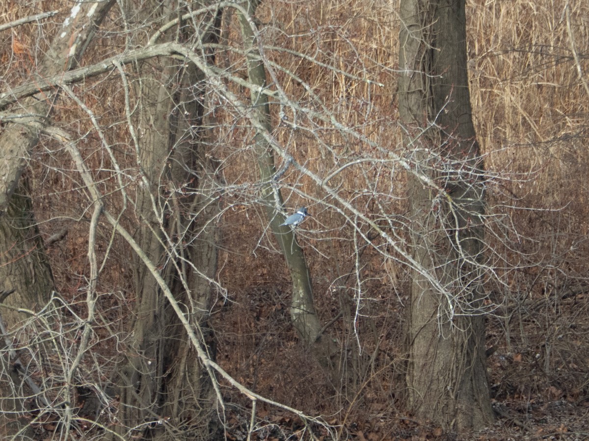 rybařík pruhoprsý - ML648809977