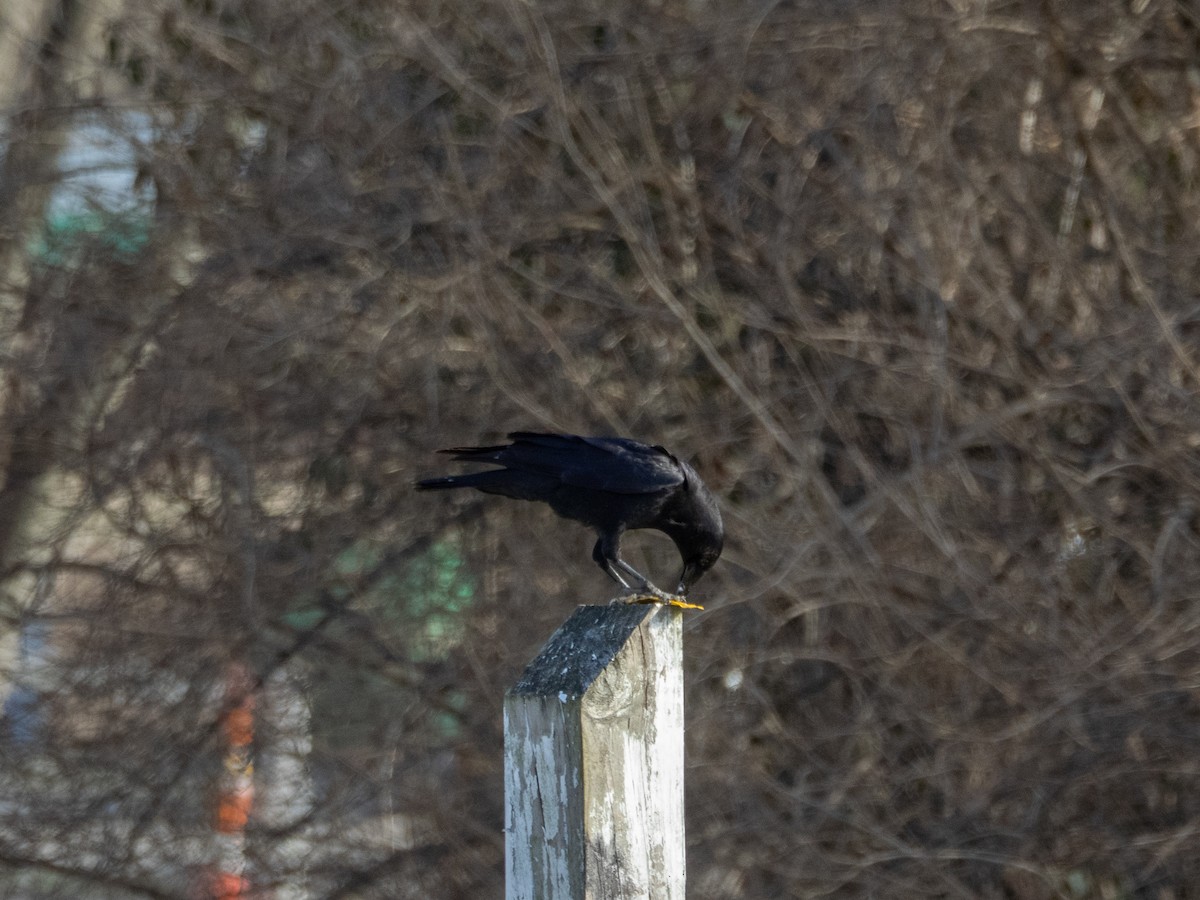 vrána americká - ML648809982