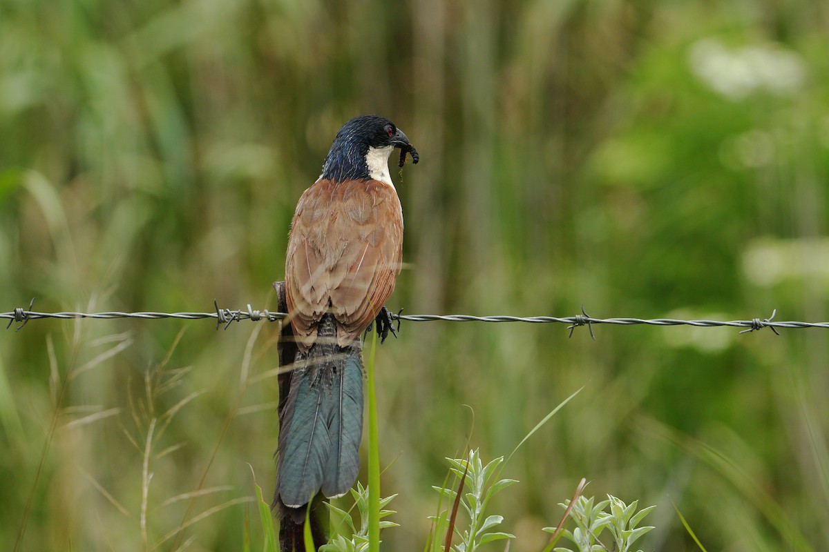 Burchell Kukalı - ML648810136