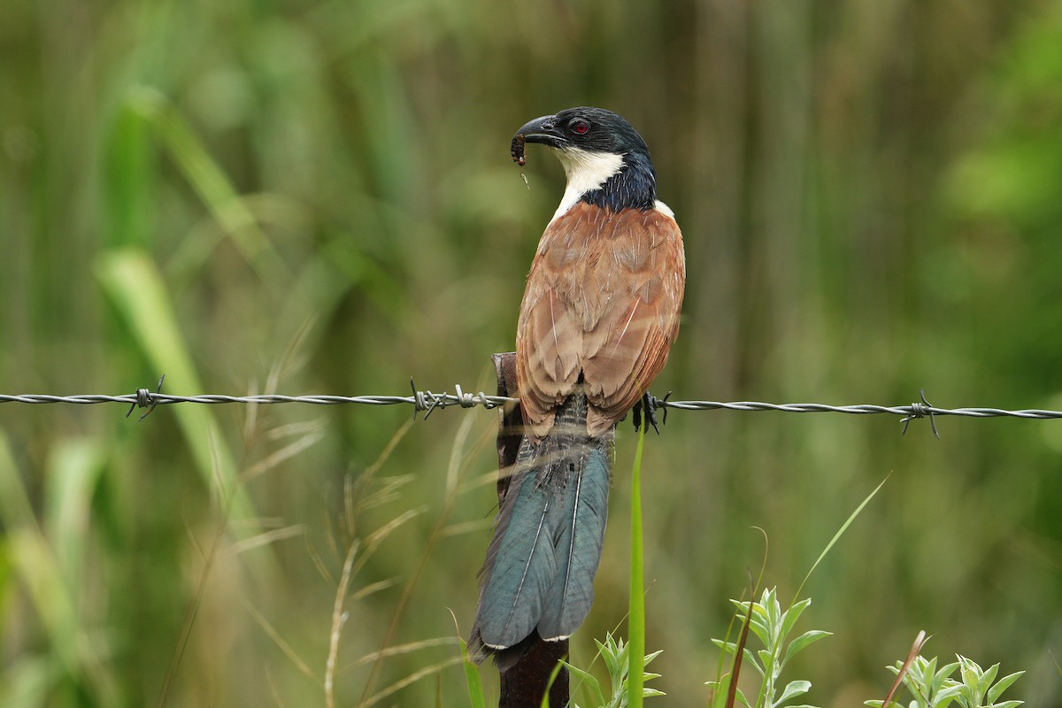 Burchell Kukalı - ML648810137