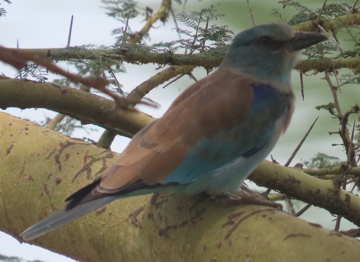 European Roller - ML648810207