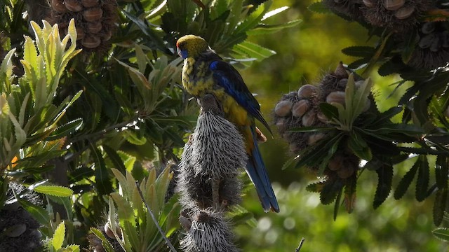 Green Rosella - ML648810304