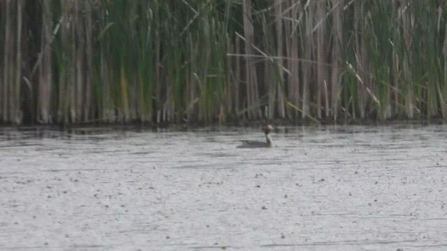 Great Crested Grebe - ML648810389