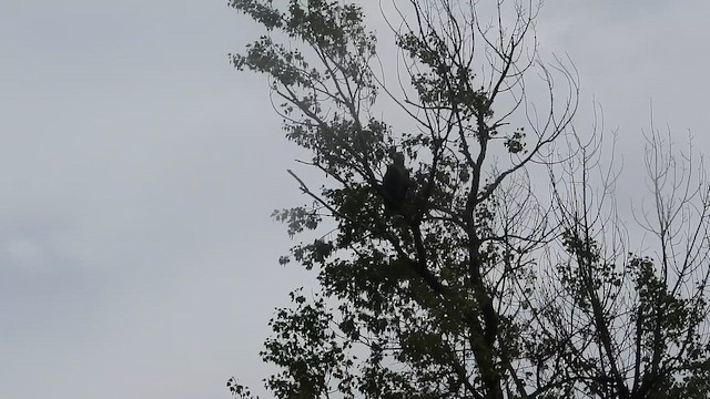 White-tailed Eagle - ML648810400