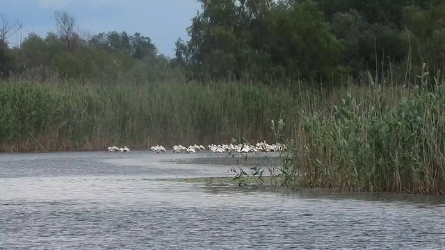 Great White Pelican - ML648810670