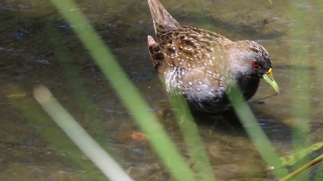 Australian Crake - ML648810718