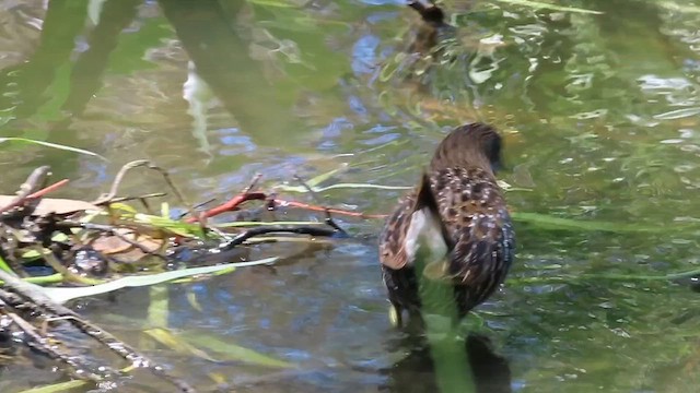 Australian Crake - ML648810719