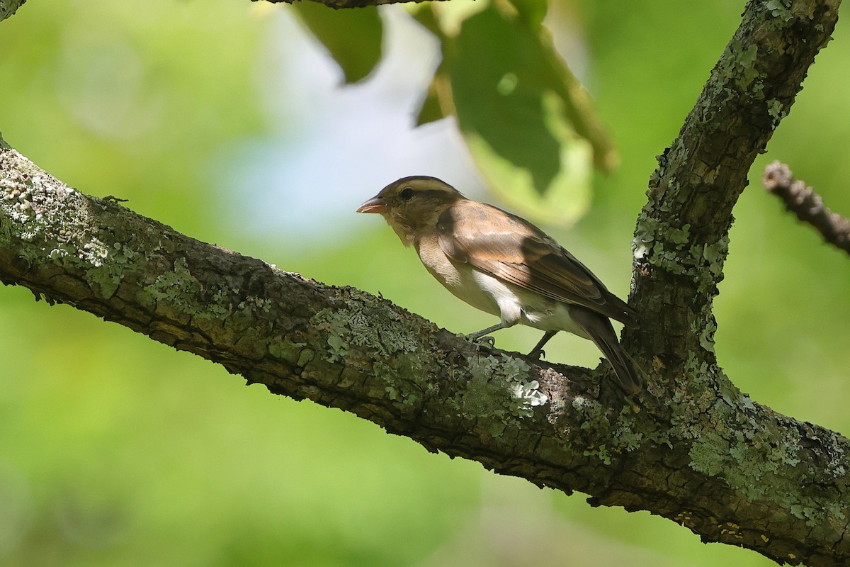 Moineau bridé - ML648810737