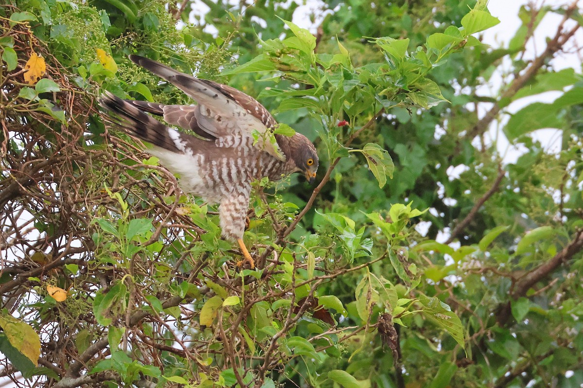 Gray-faced Buzzard - ML648810830