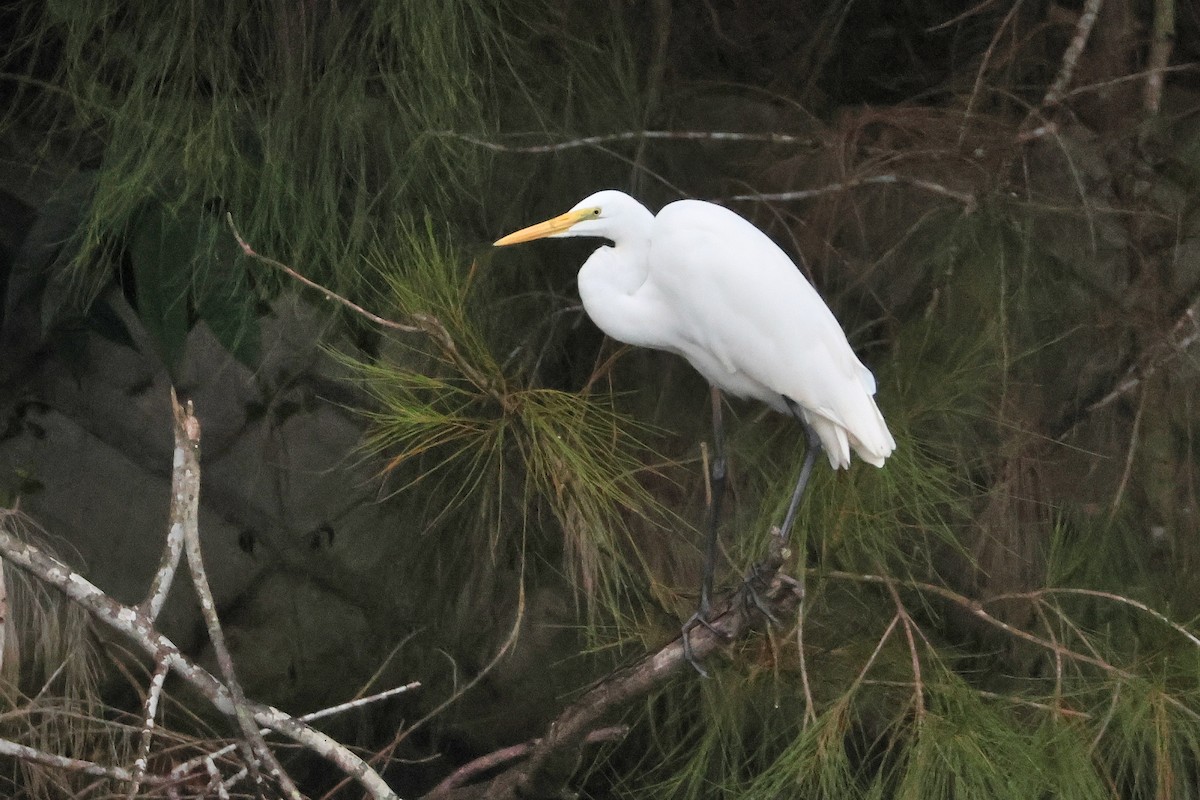 לבנית גדולה (מזרחית) - ML648810844