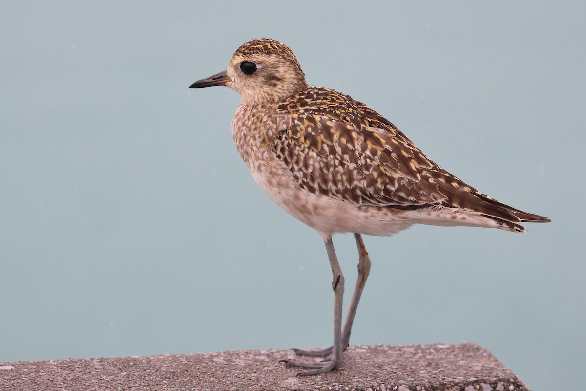 חופזי קטן - ML648810845