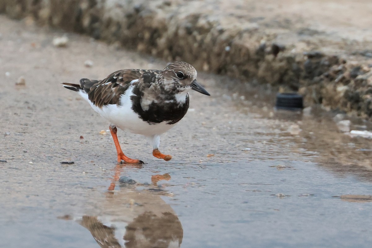 ארנריה אדמונית - ML648810854