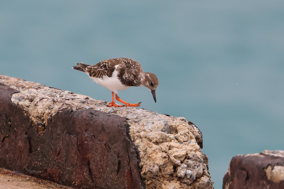 ארנריה אדמונית - ML648810855