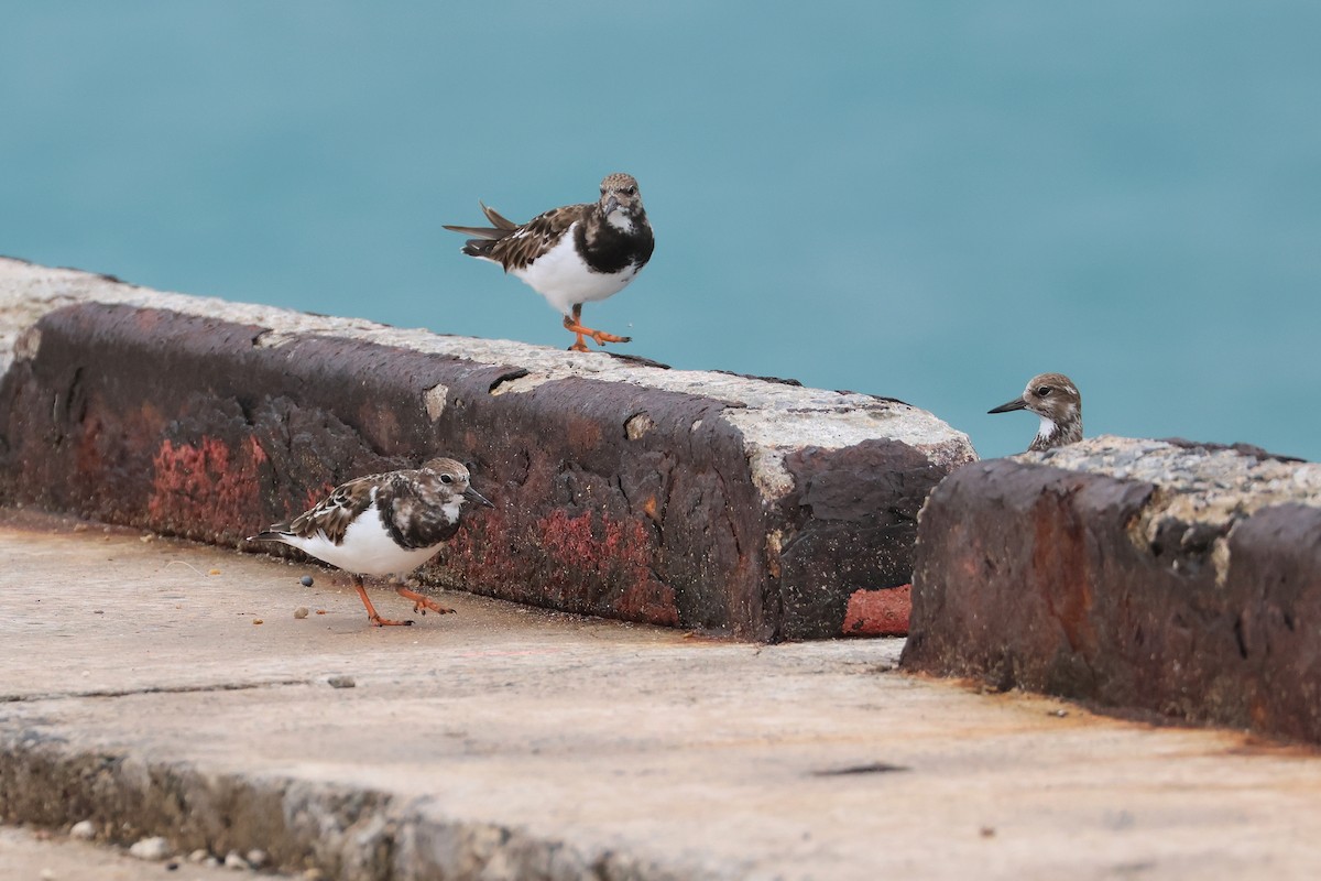 ארנריה אדמונית - ML648810856