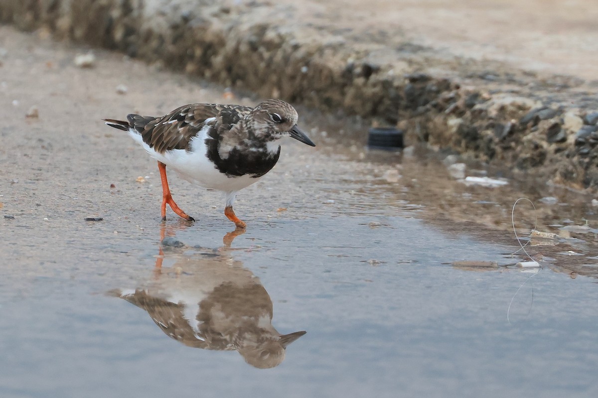 ארנריה אדמונית - ML648810857