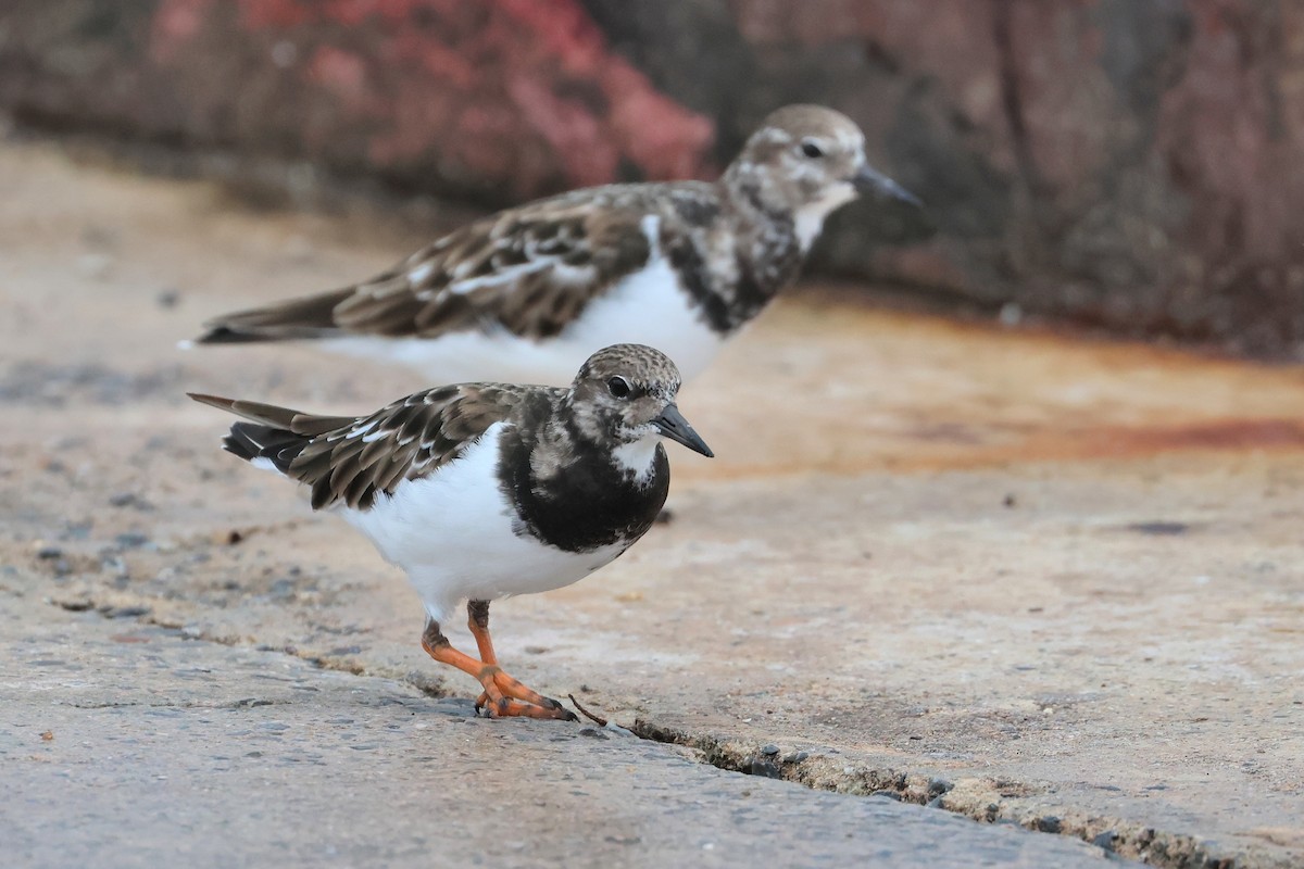 ארנריה אדמונית - ML648810858
