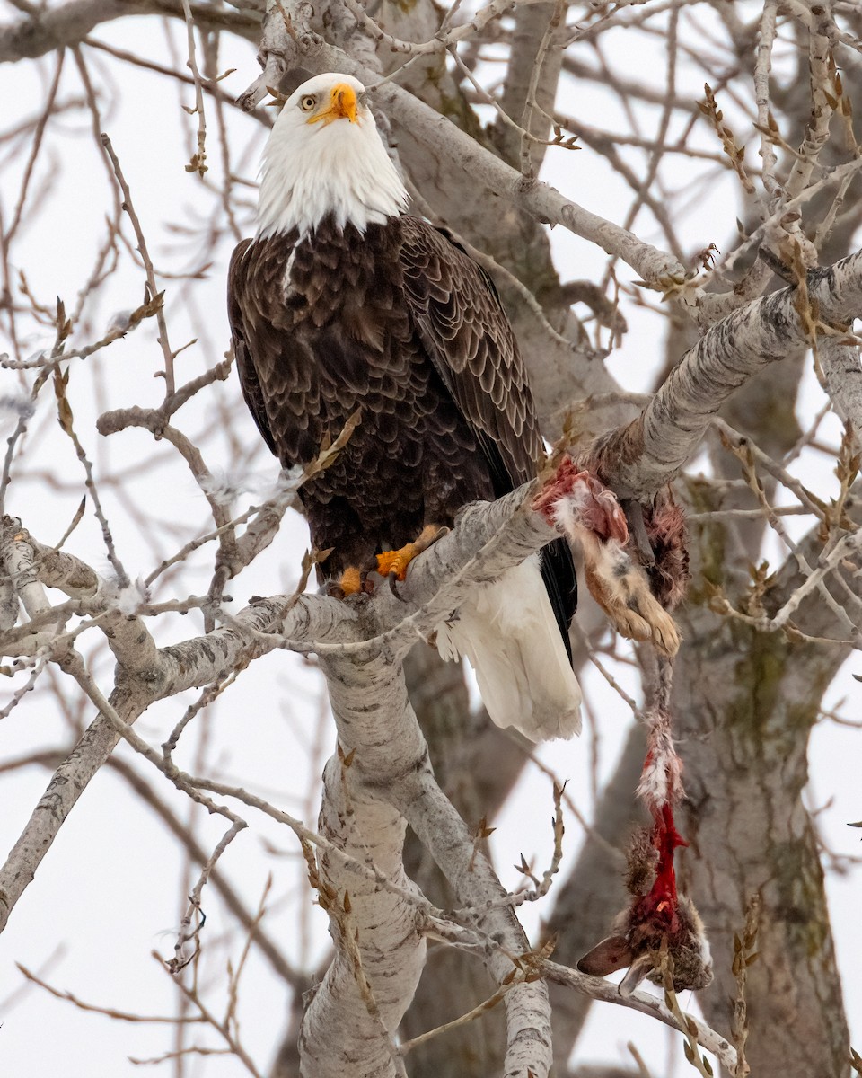 Bald Eagle - ML648810896