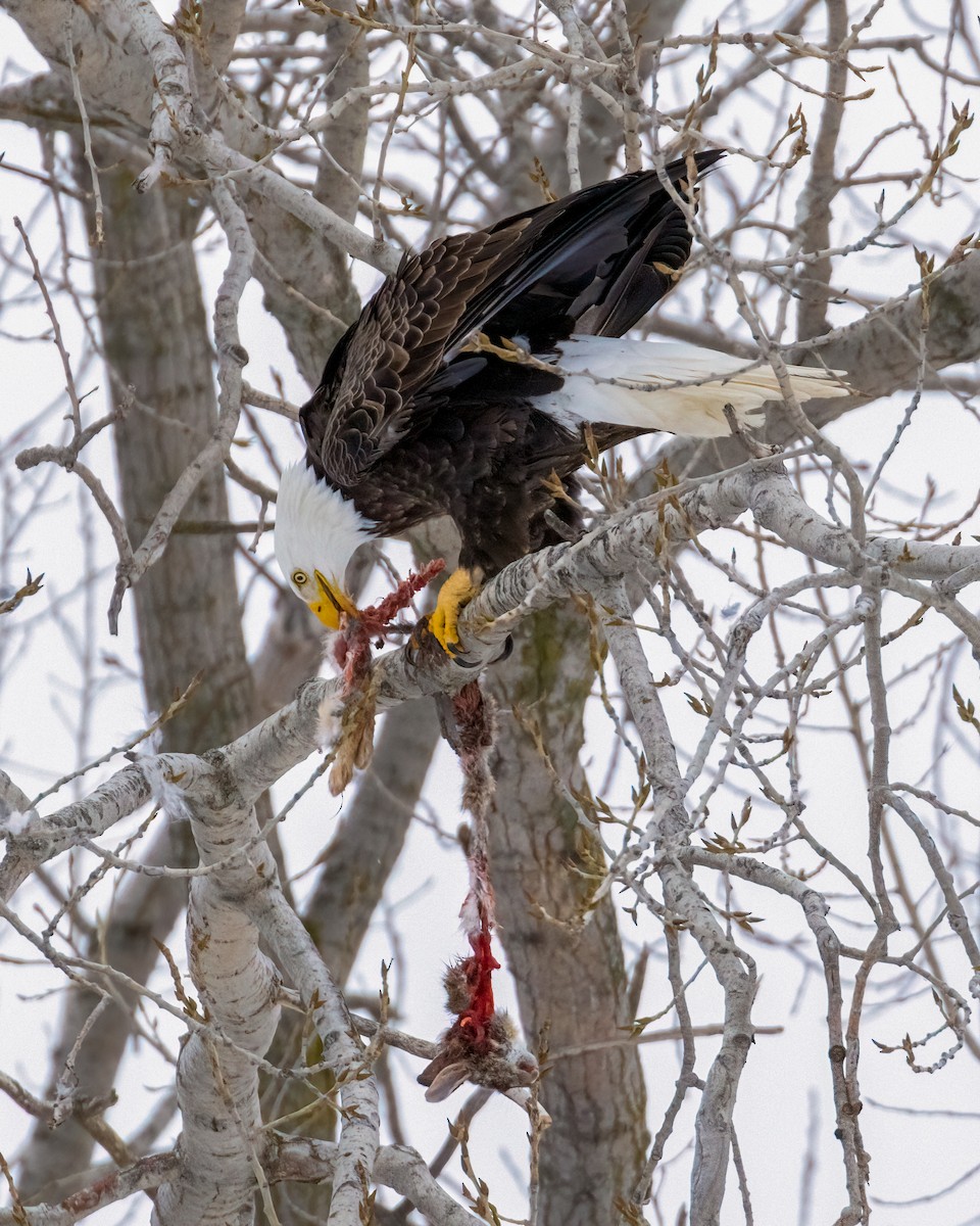 Bald Eagle - ML648810915