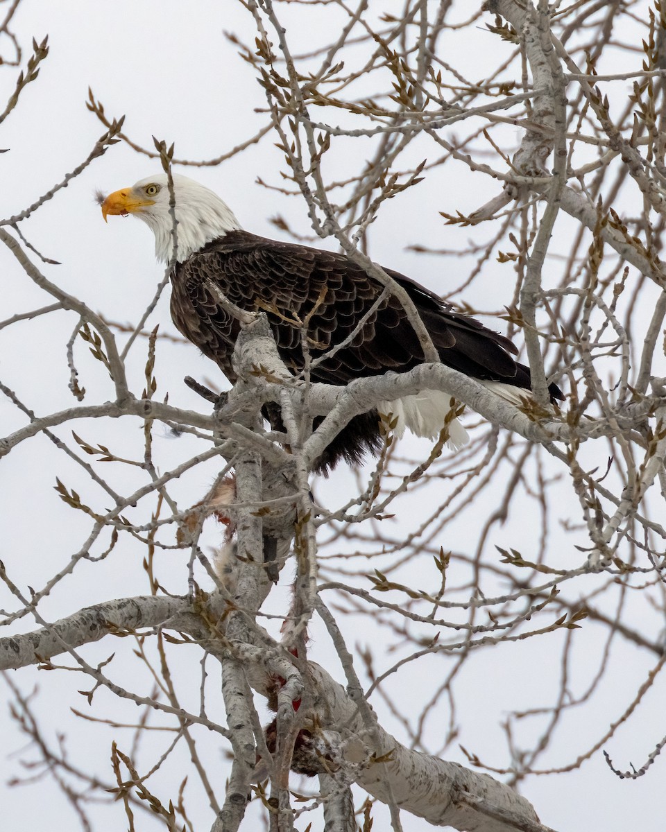 Bald Eagle - ML648810926