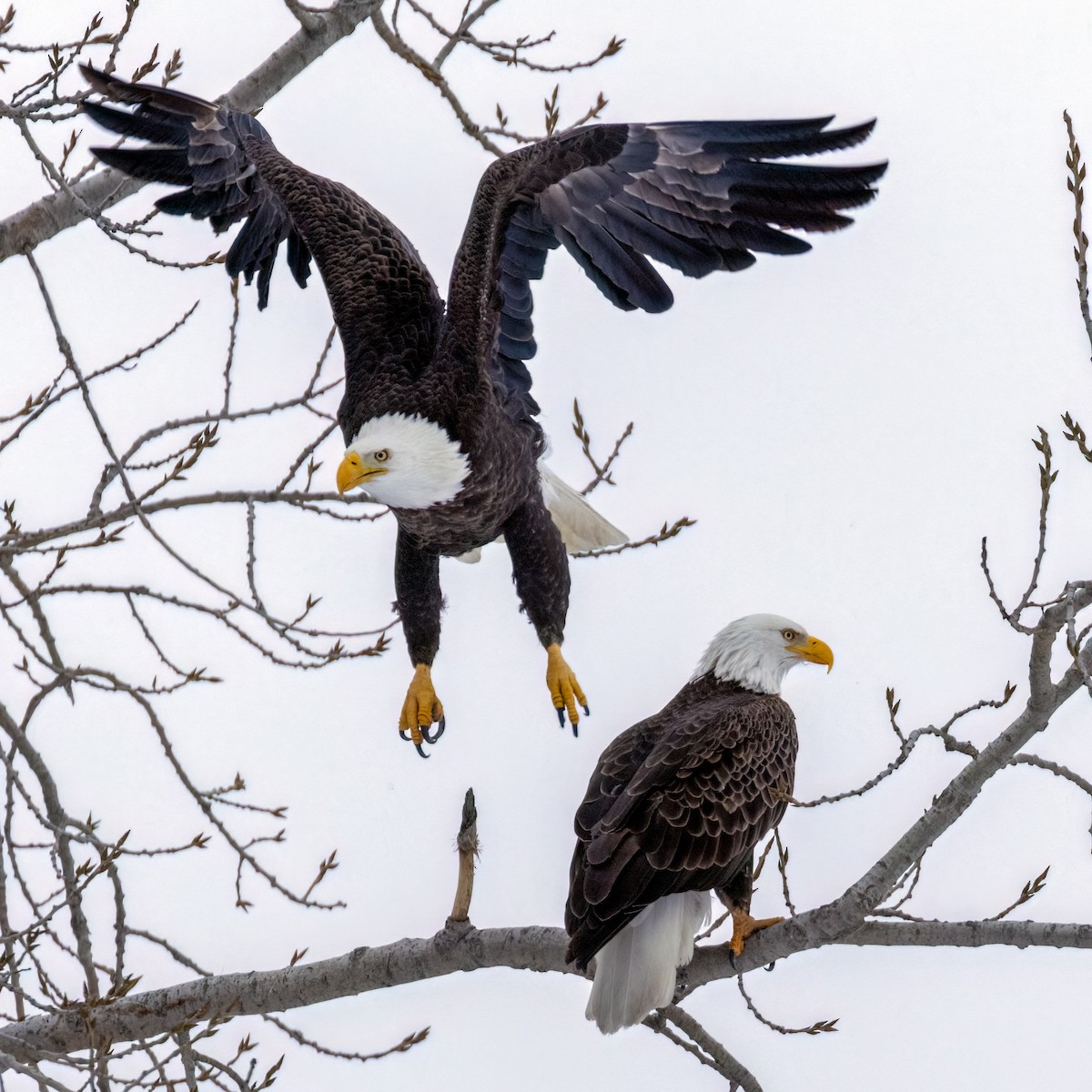 Bald Eagle - ML648810937
