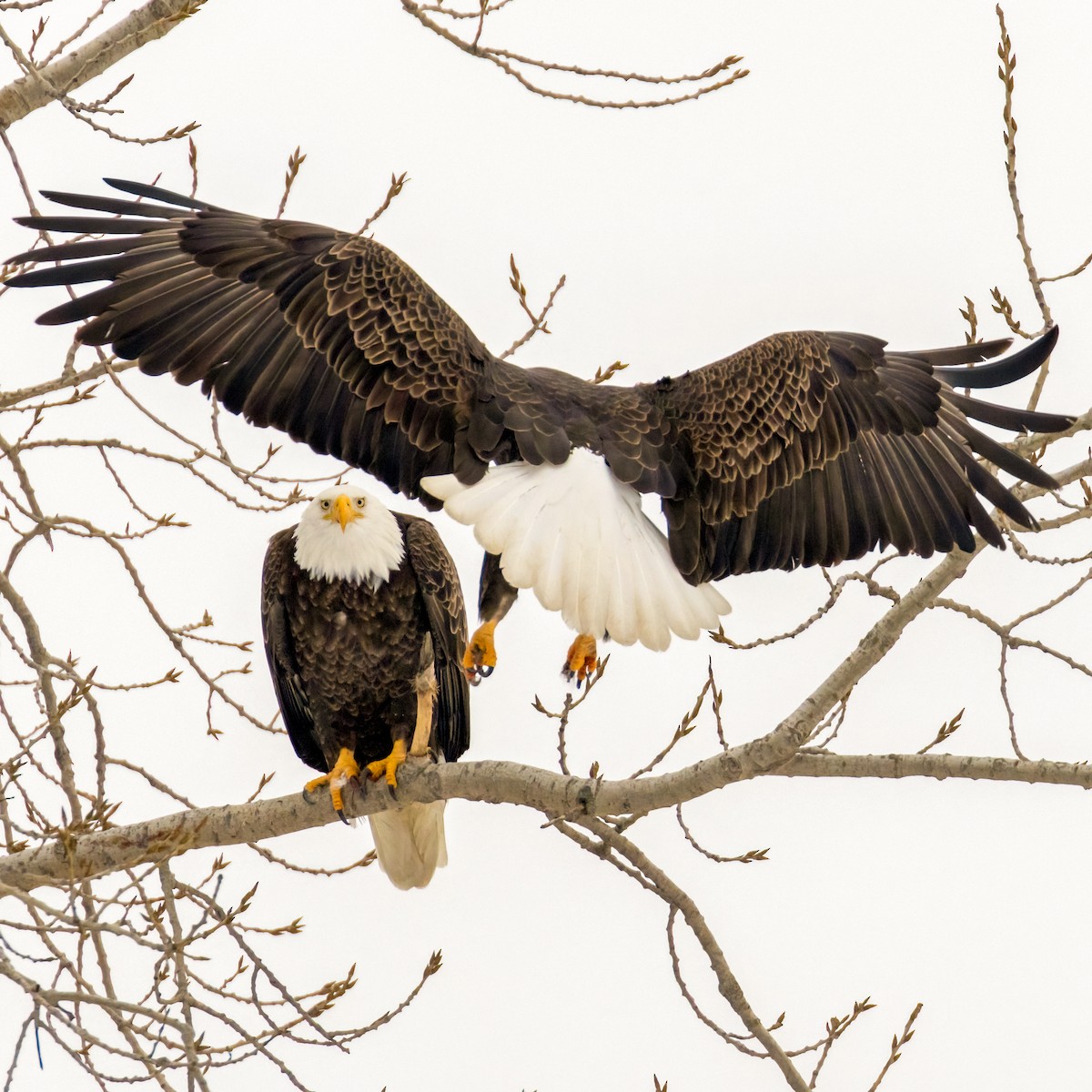 Bald Eagle - ML648810959