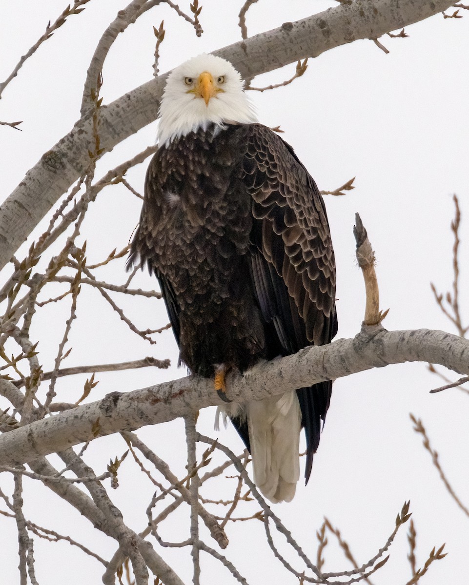 Bald Eagle - ML648811000
