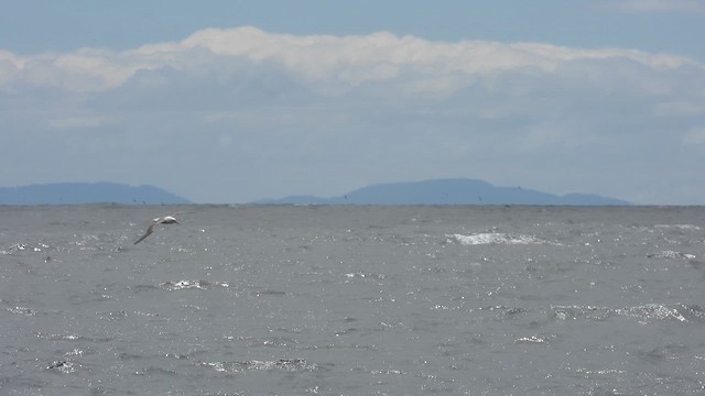 White-capped Albatross - ML648811105