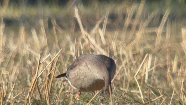Lesser White-fronted Goose - ML648811203