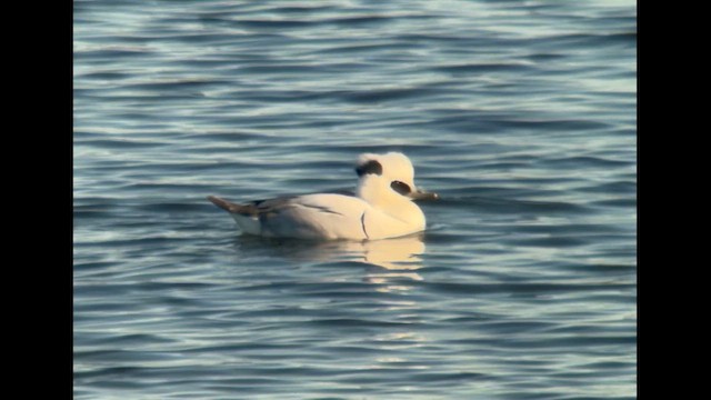 Smew - ML648811231