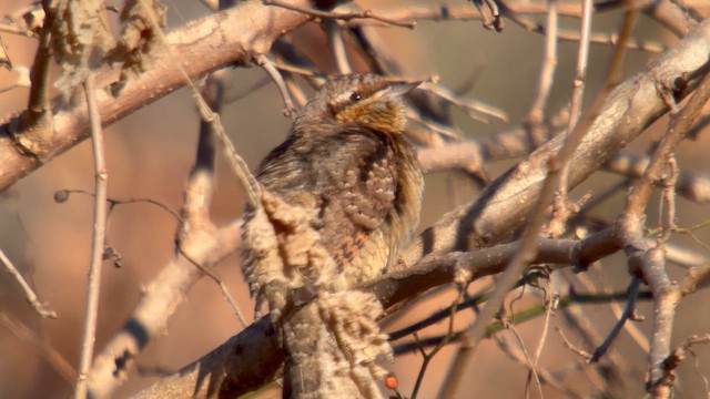 Eurasian Wryneck - ML648811272