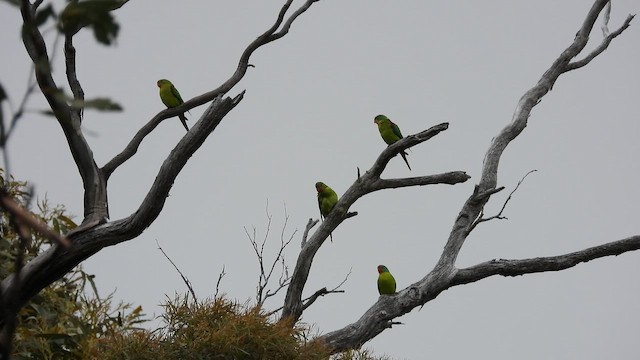 Swift Parrot - ML648811298