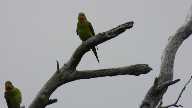 Swift Parrot - ML648811299