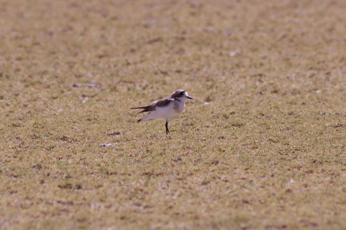 Puna Plover - ML648811315