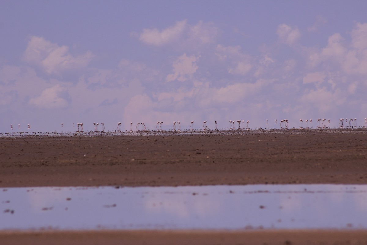 Andean Flamingo - ML648811354