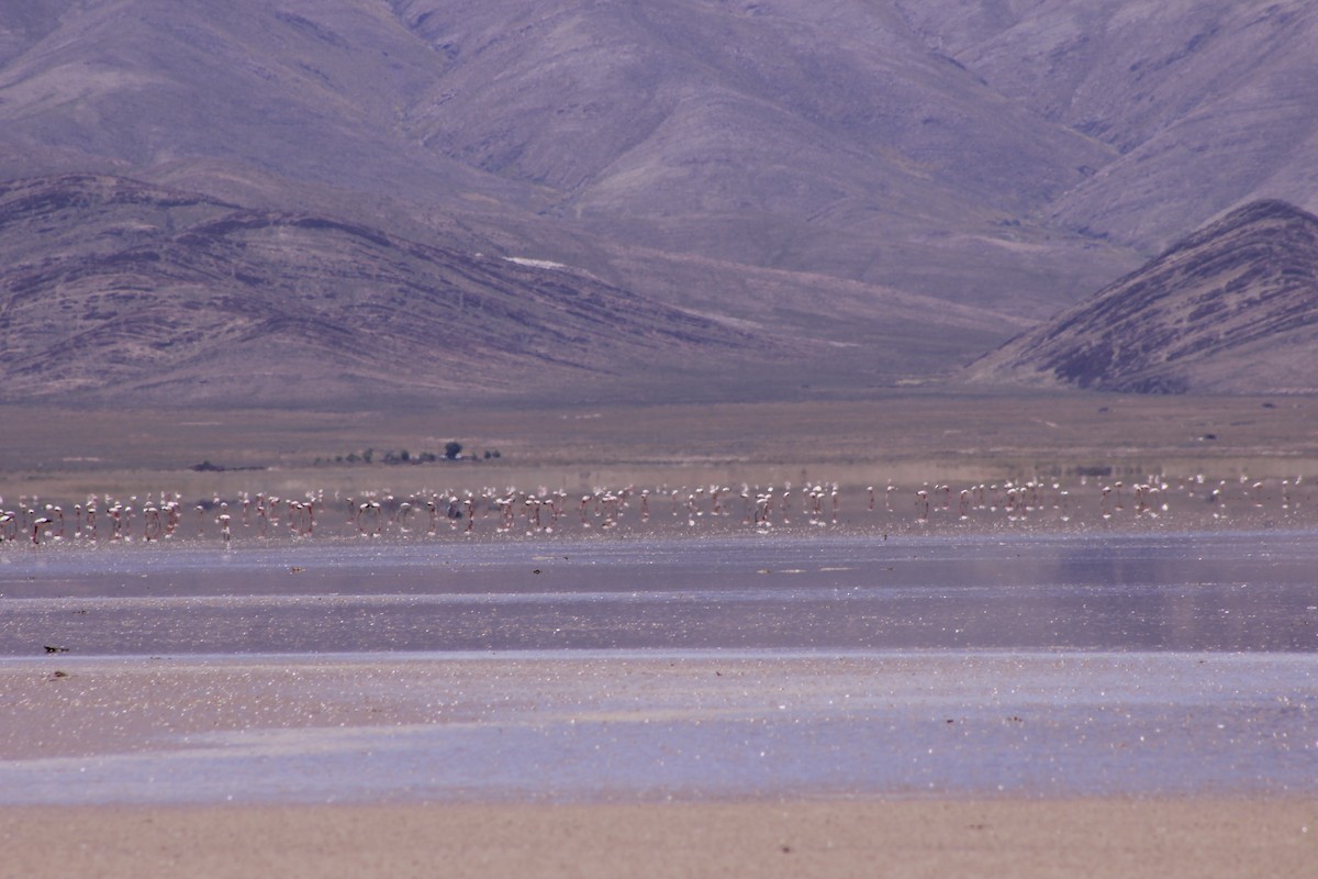 Andean Flamingo - ML648811384