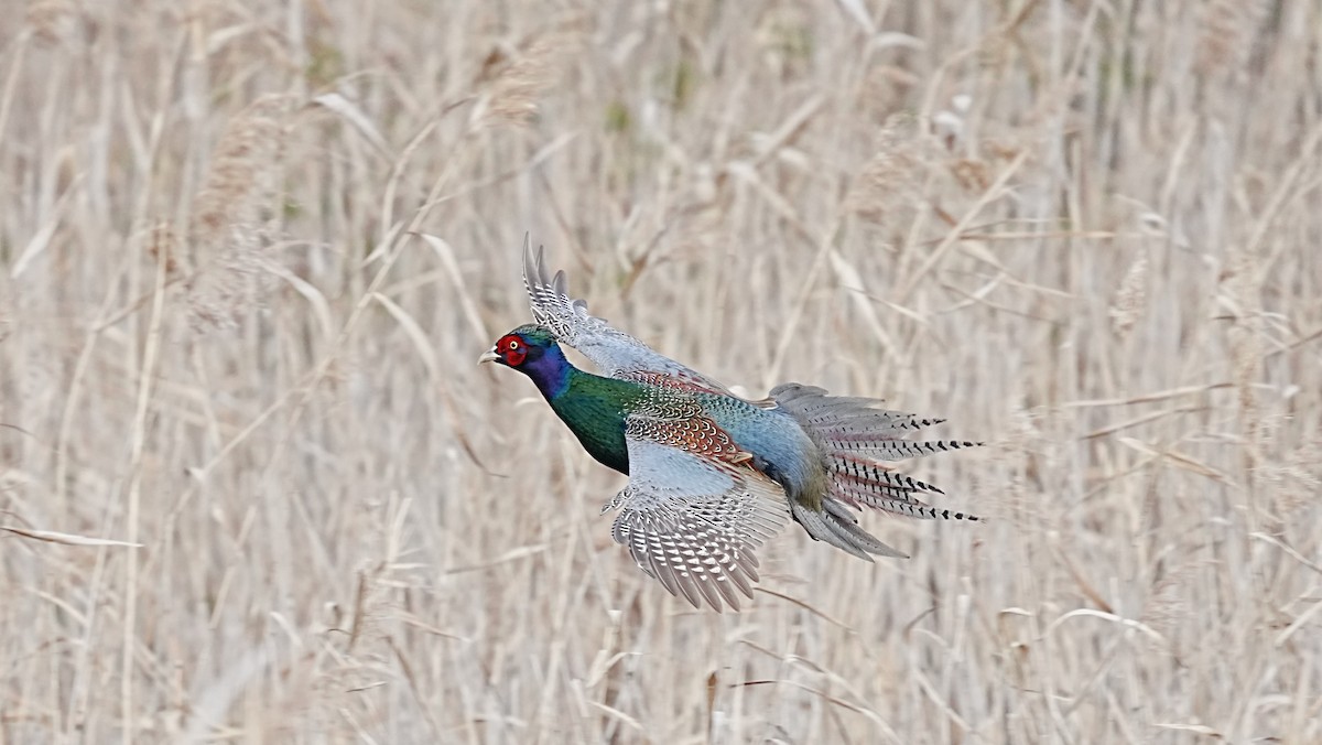 Buntfasan - ML648811444