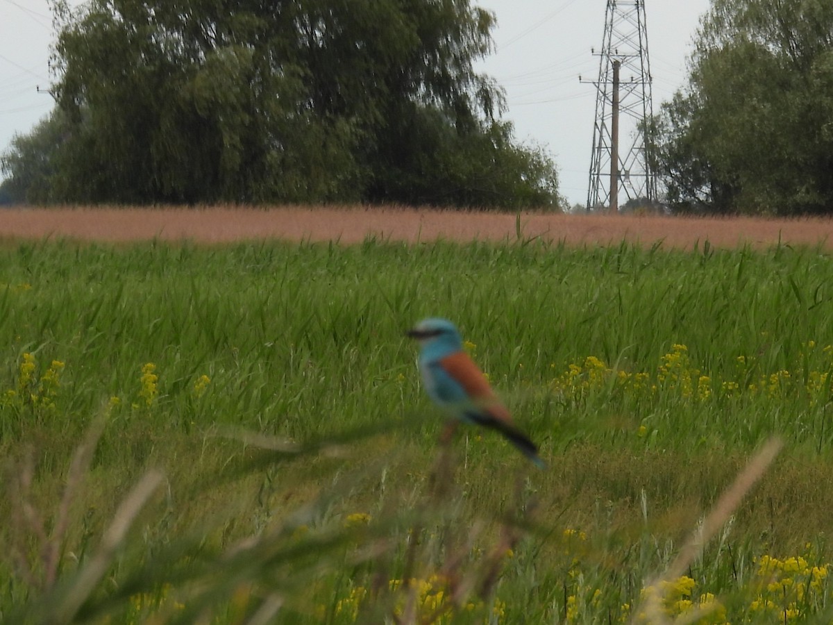 European Roller - ML648811481