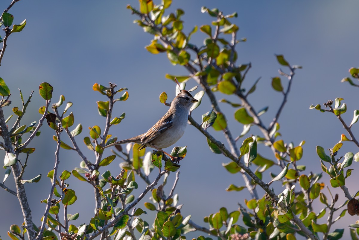 Бруант білобровий - ML648811485