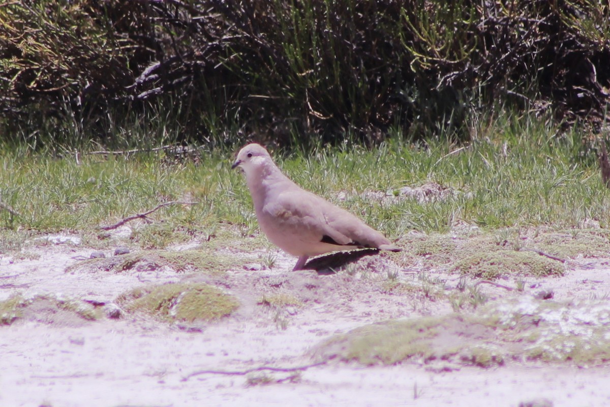 Golden-spotted Ground Dove - ML648811500