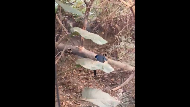 Malabar Whistling-Thrush - ML648811924