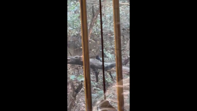 Malabar Whistling-Thrush - ML648811925