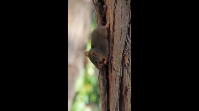 Yellow-footed Antechinus - ML648811974