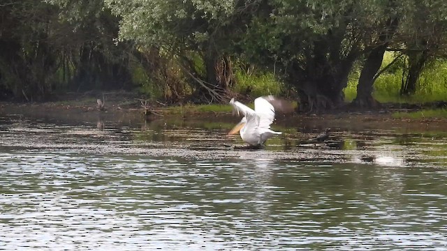 Dalmatian Pelican - ML648812112