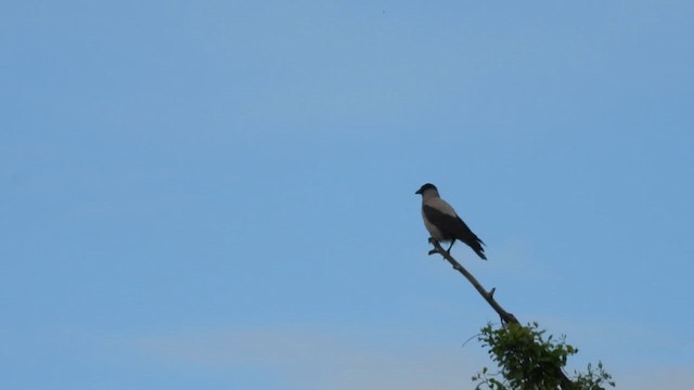 Hooded Crow - ML648812124