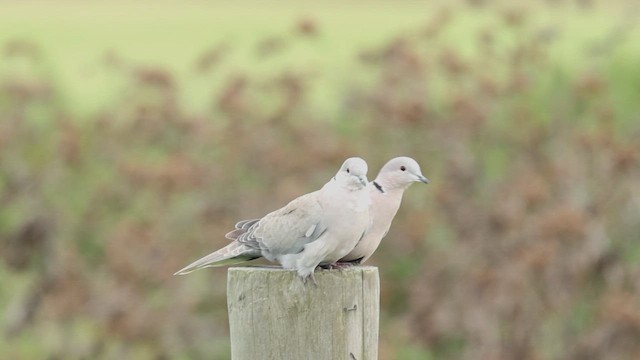 Eurasian Collared-Dove - ML648812288